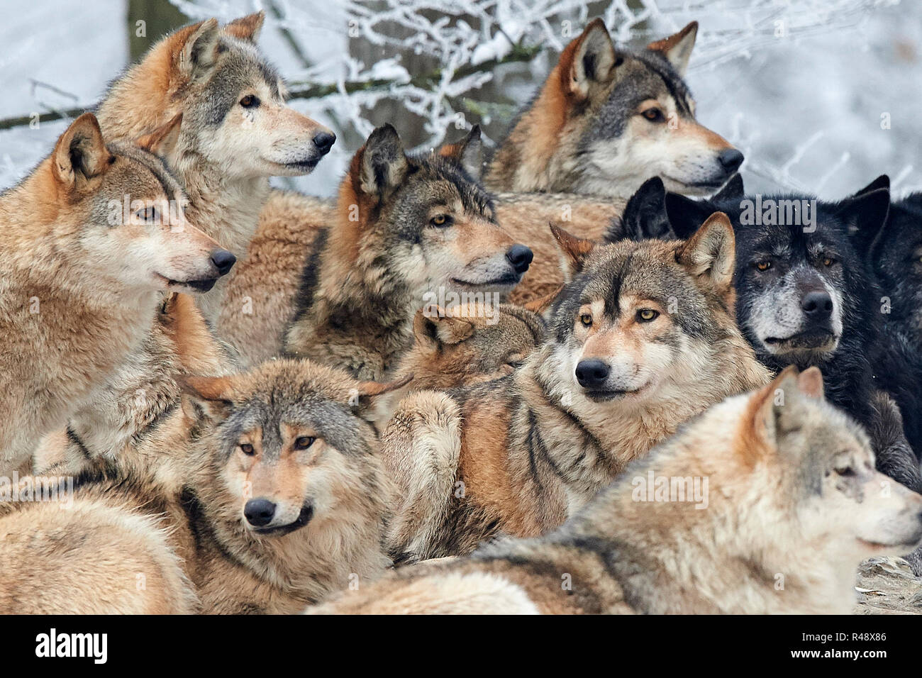 wolf pack in winter Stock Photo Alamy