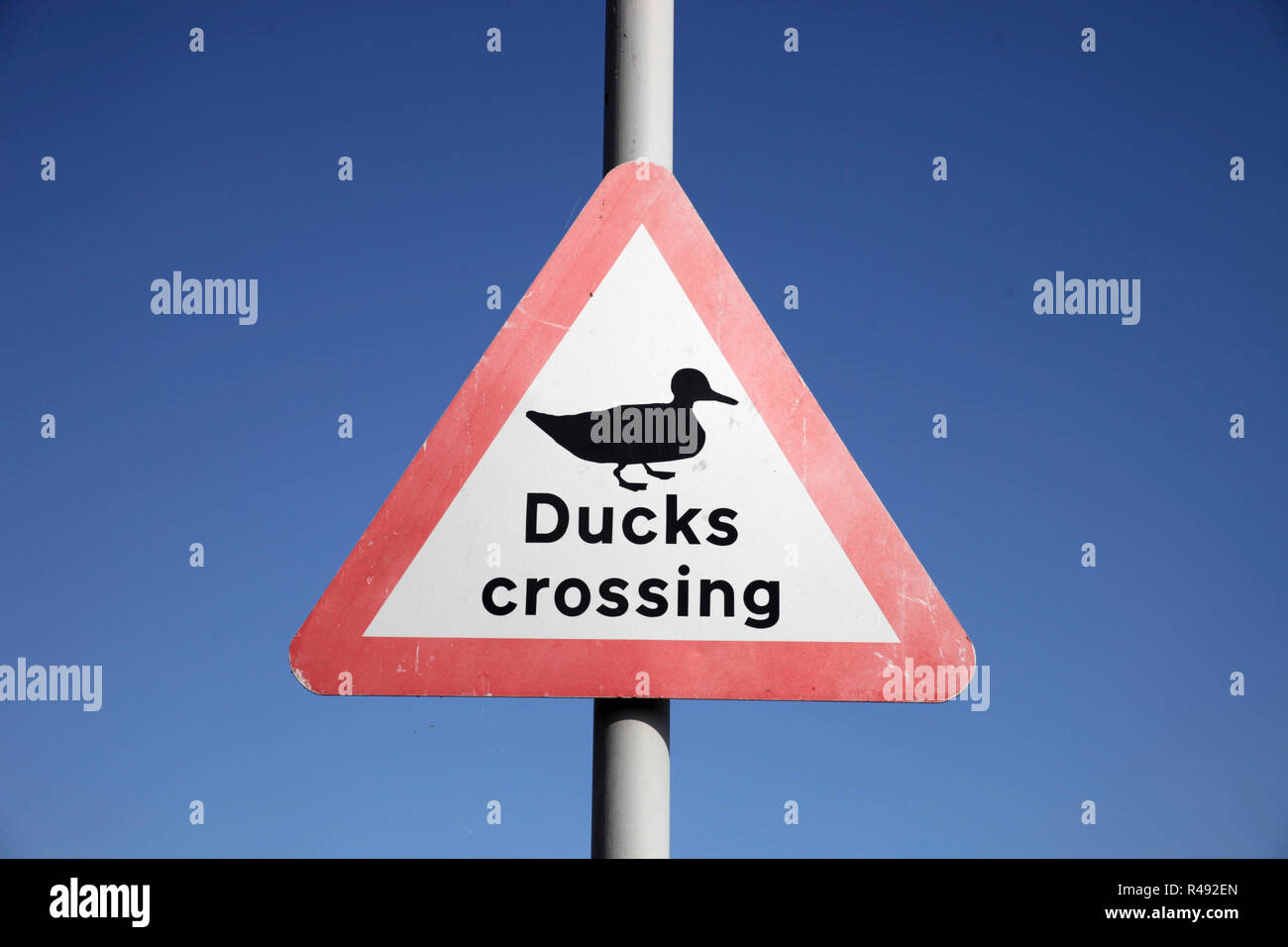 Sign Ducks Crossing Stock Photo Alamy