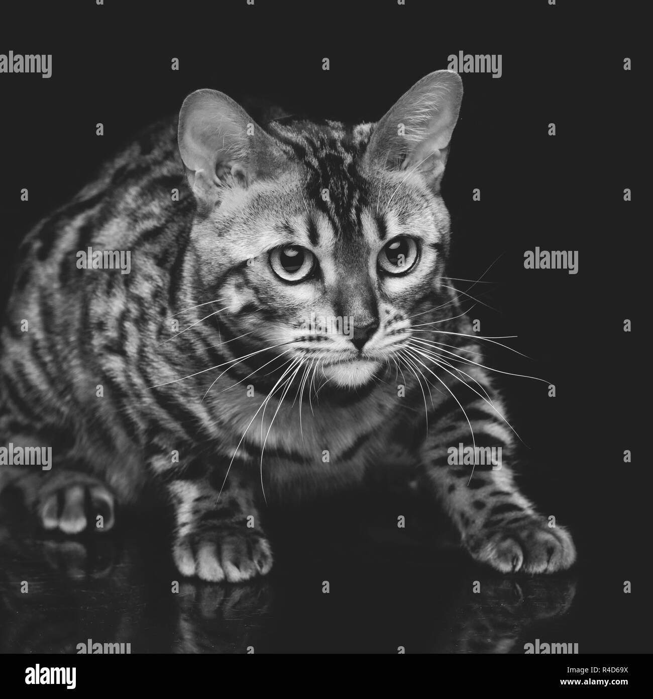 Beautiful bengal cat Stock Photo Alamy