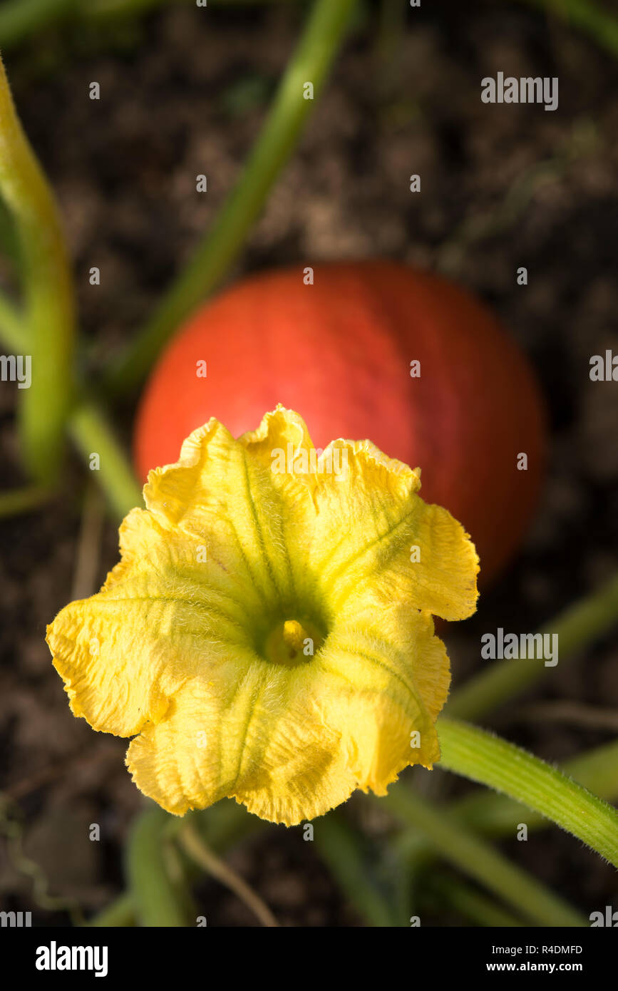 squash flower and squash Stock Photo Alamy
