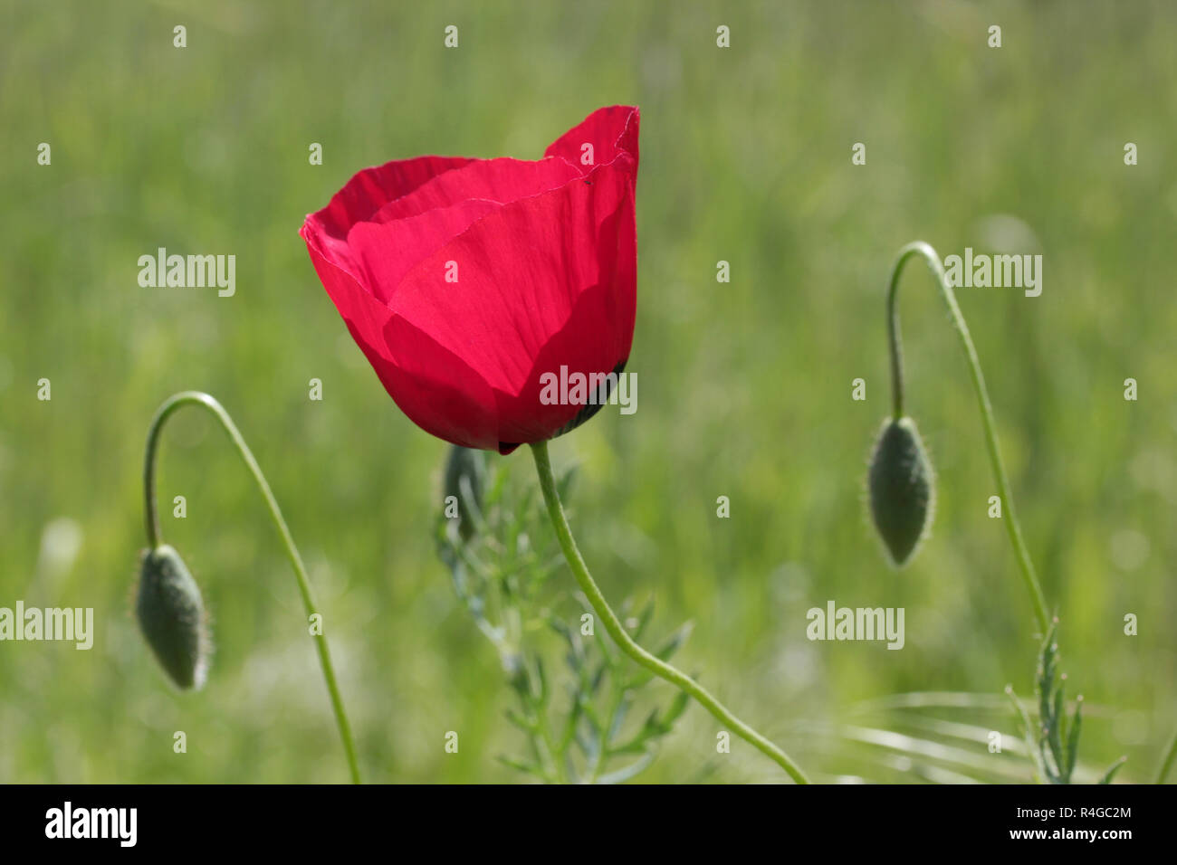 Red Corn Poppy Flowers Stock Photo Alamy
