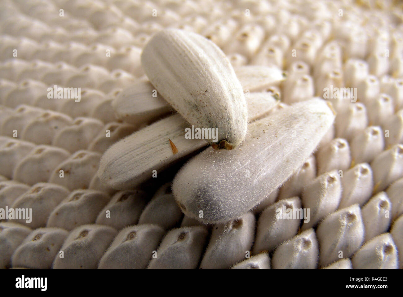 Sunflower seed in the shell Stock Photo Alamy