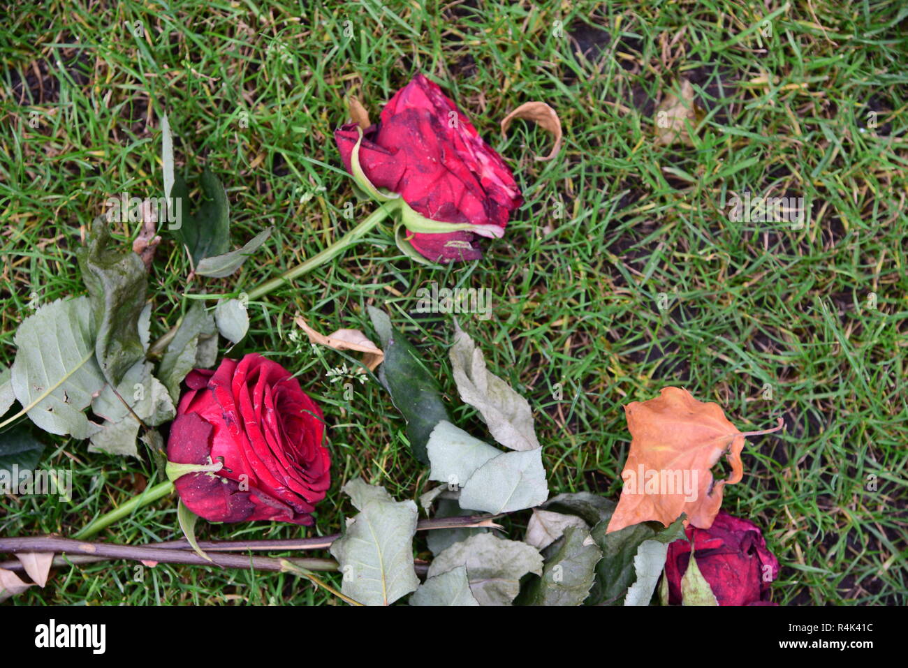 Wilting cut red roses on grass hires stock photography and images Alamy