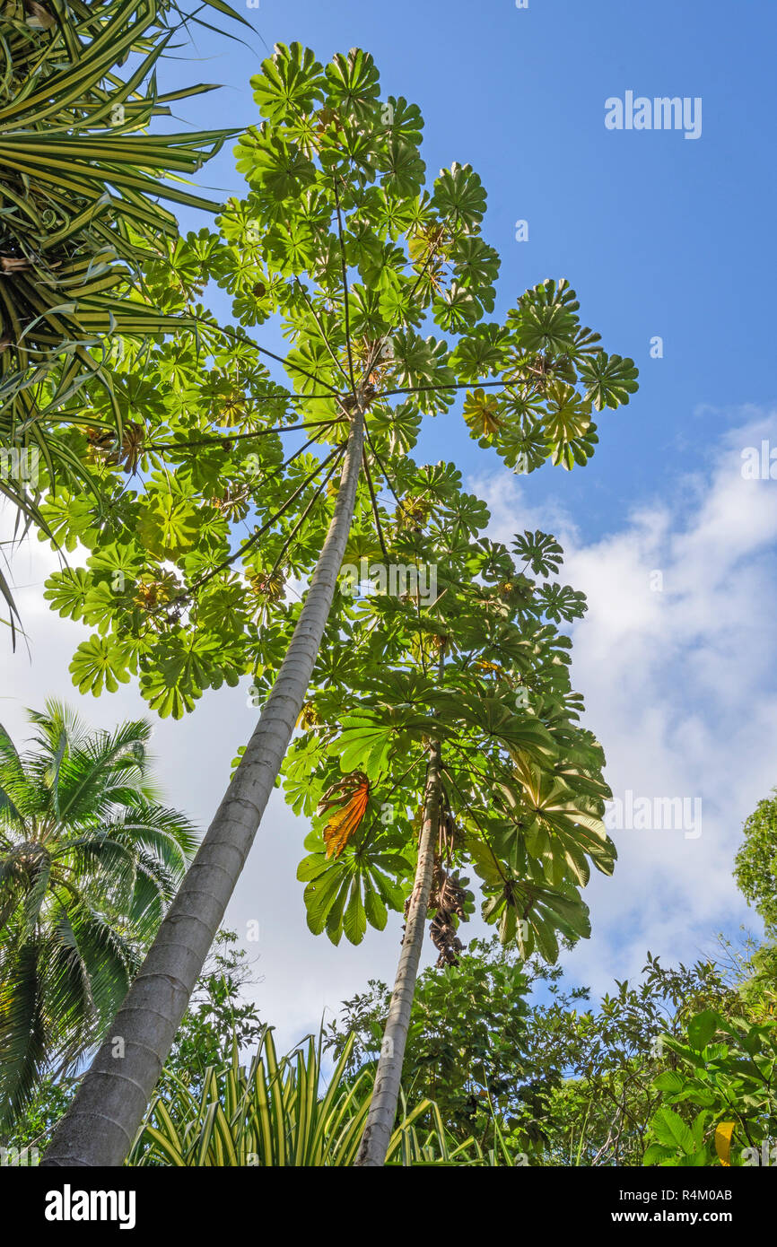 Cecropia Tree in the Forest Stock Photo Alamy