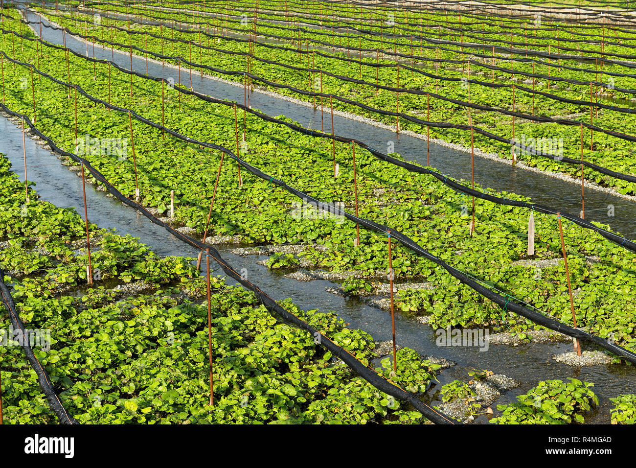 Wasabi plant farm hires stock photography and images Alamy