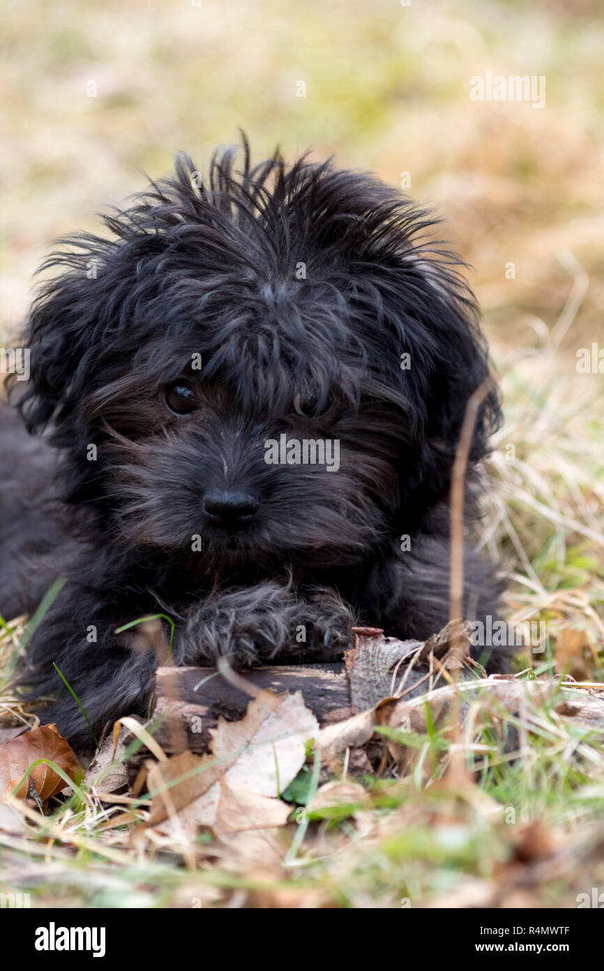 little black dog Stock Photo Alamy