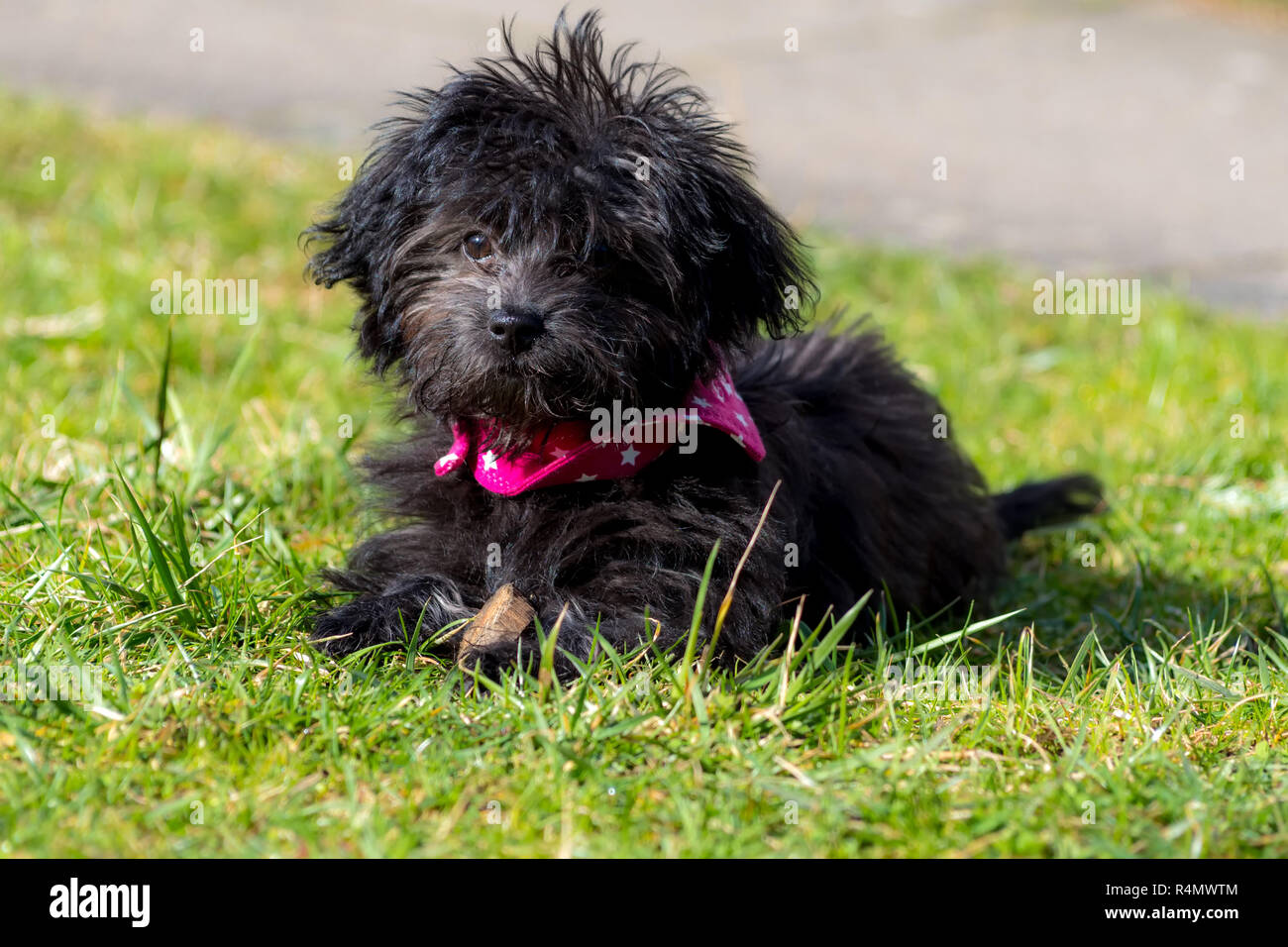 little black dog Stock Photo Alamy