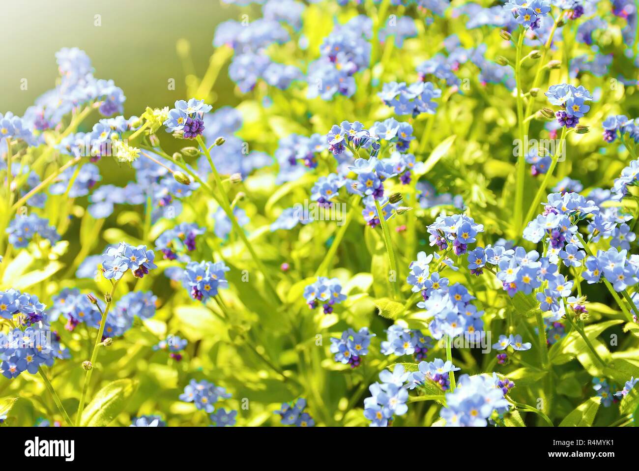 me not plant Stock Photo Alamy