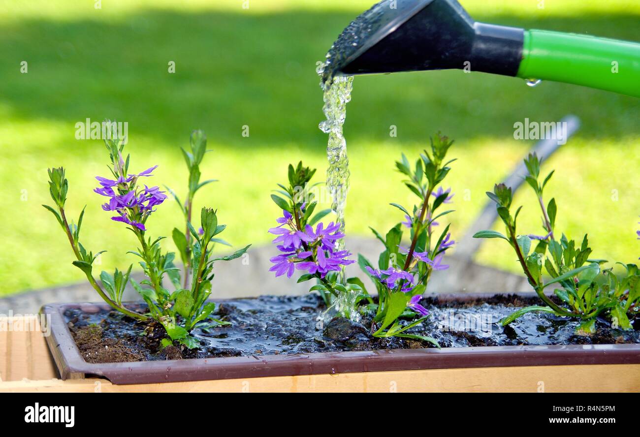 Water the flowers Stock Photo Alamy