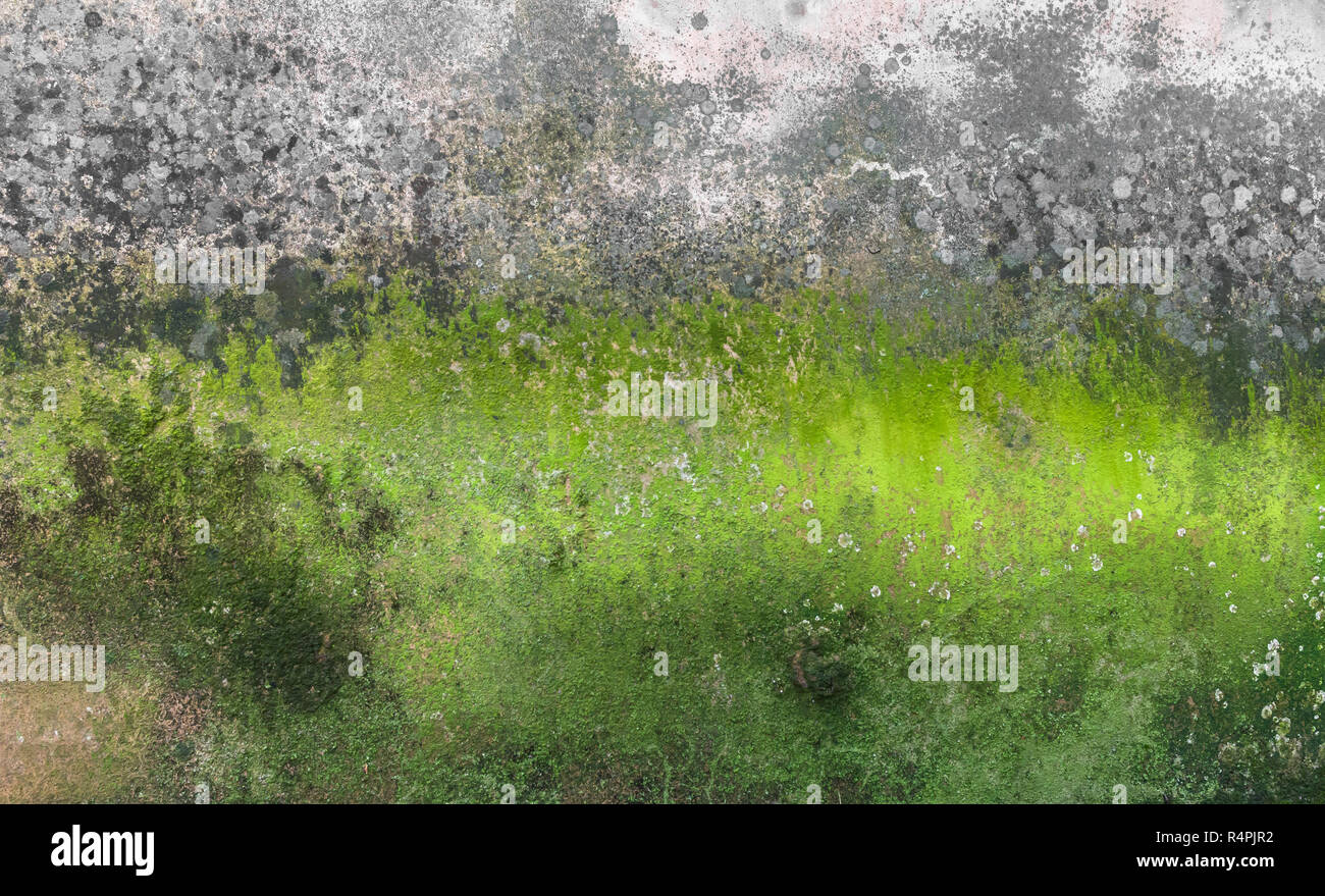 Moss and mold on wall Stock Photo Alamy