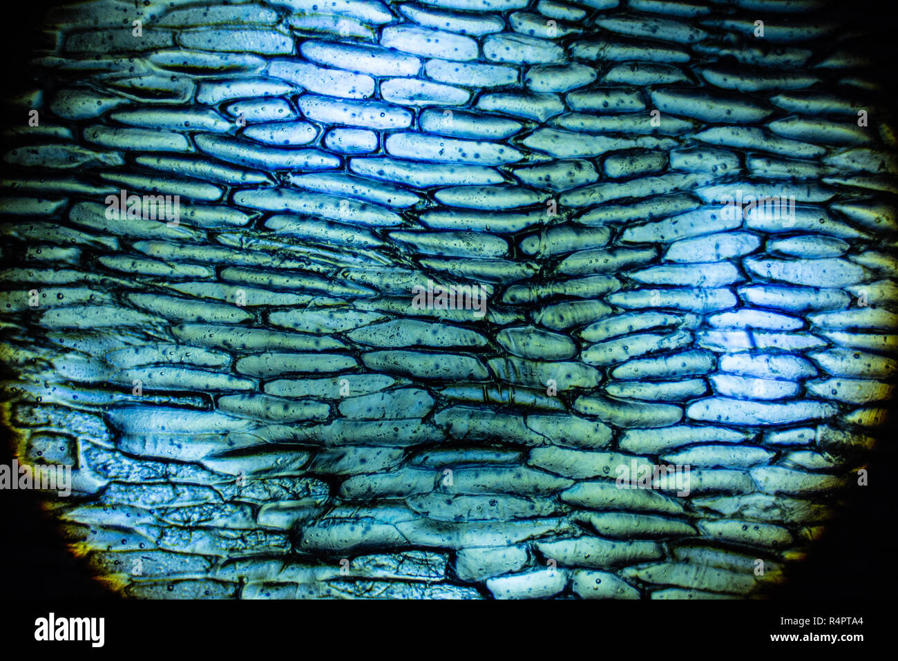 Onion cells hires stock photography and images Alamy