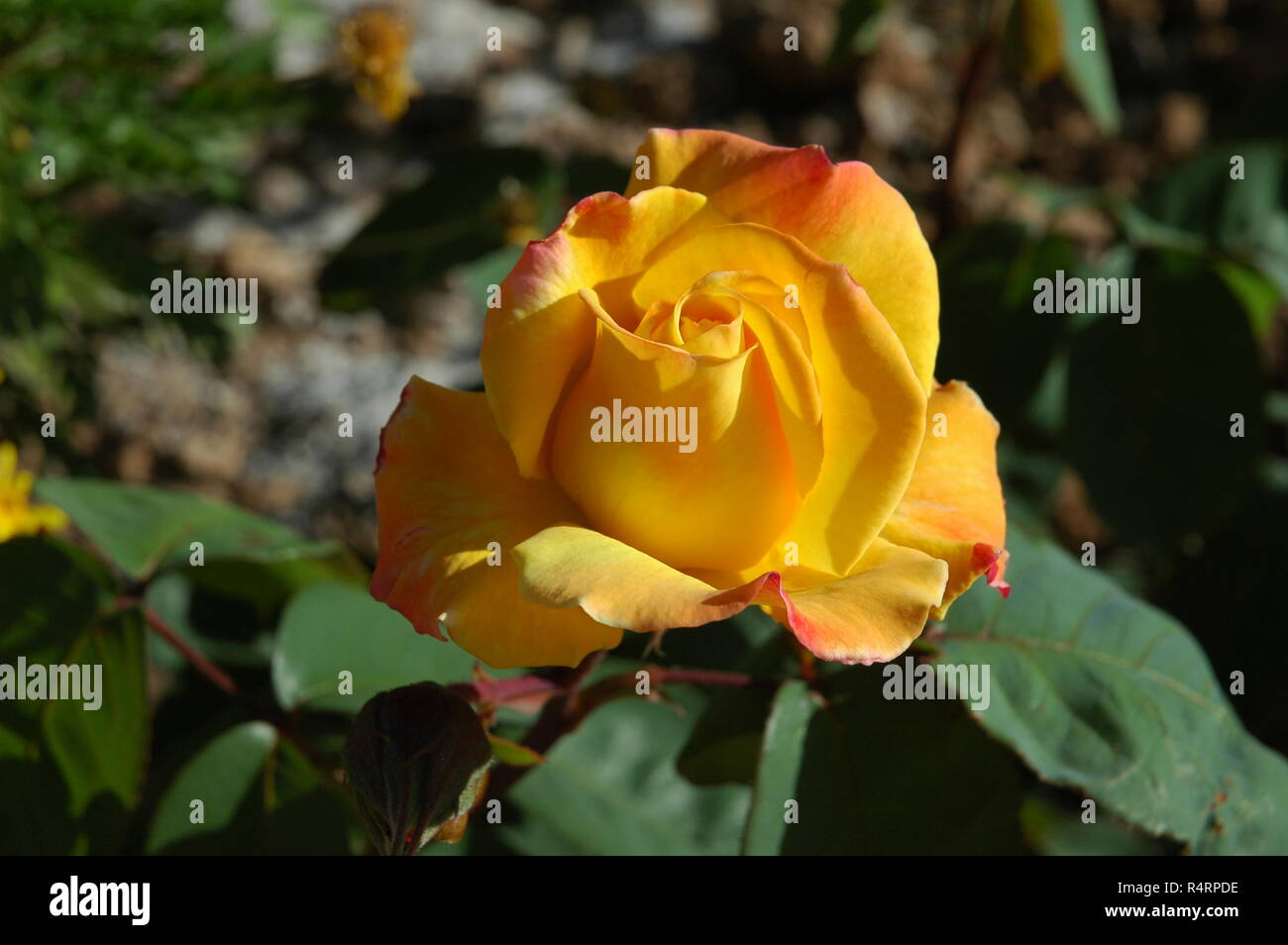 rose petals in spain Stock Photo Alamy