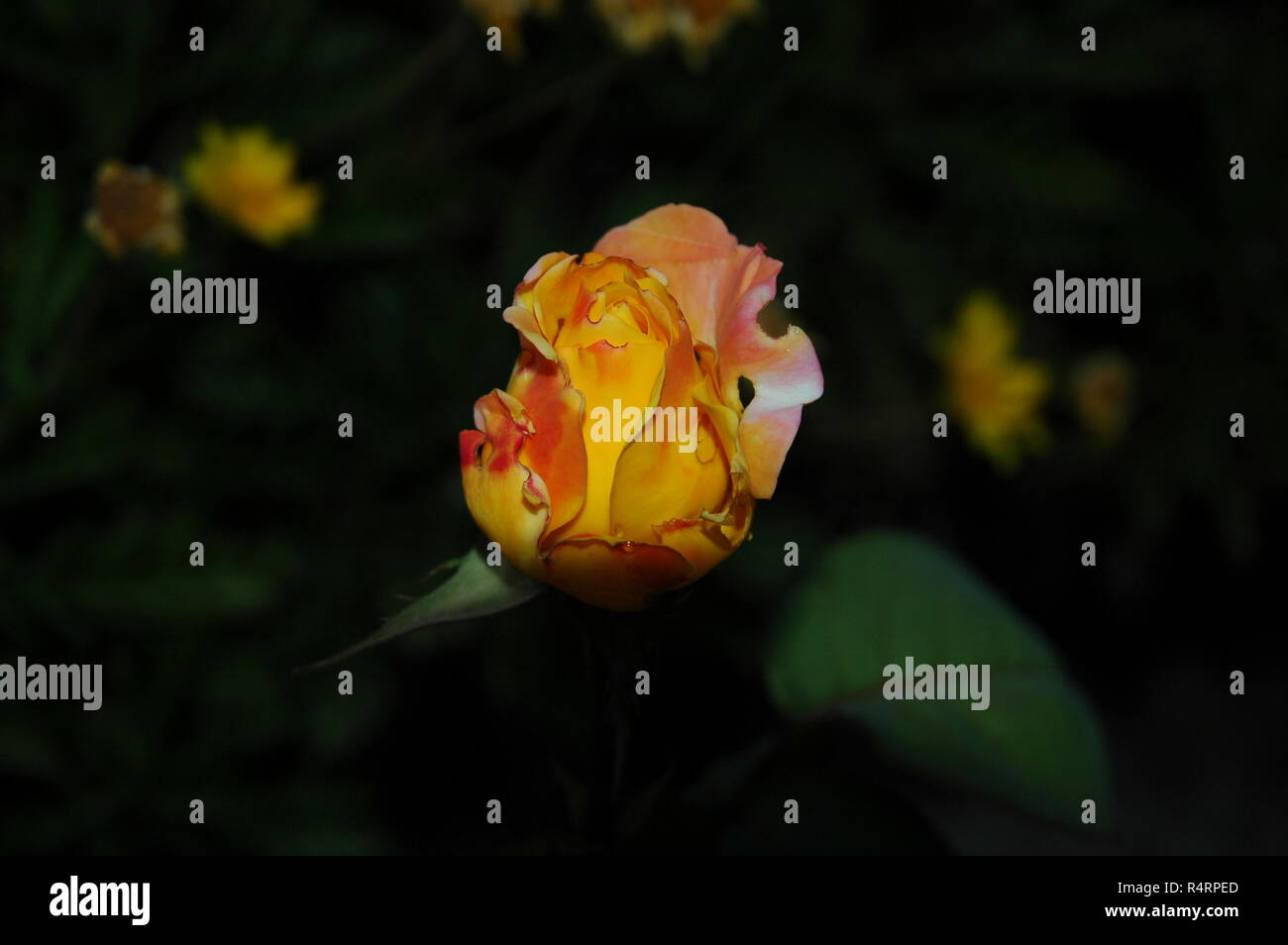 rose petals in spain Stock Photo Alamy