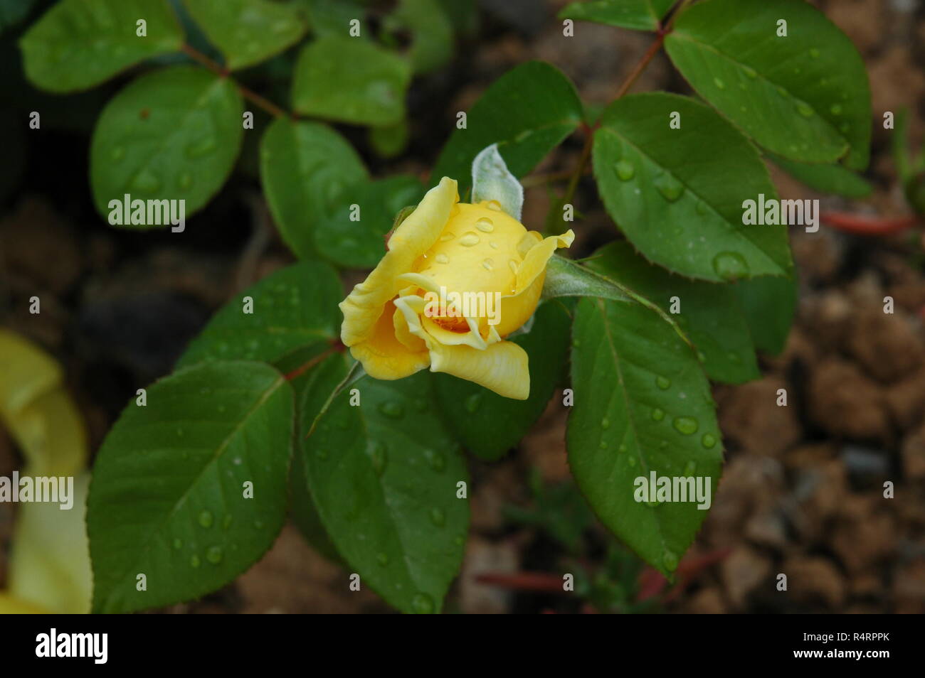 rose petals in spain Stock Photo Alamy