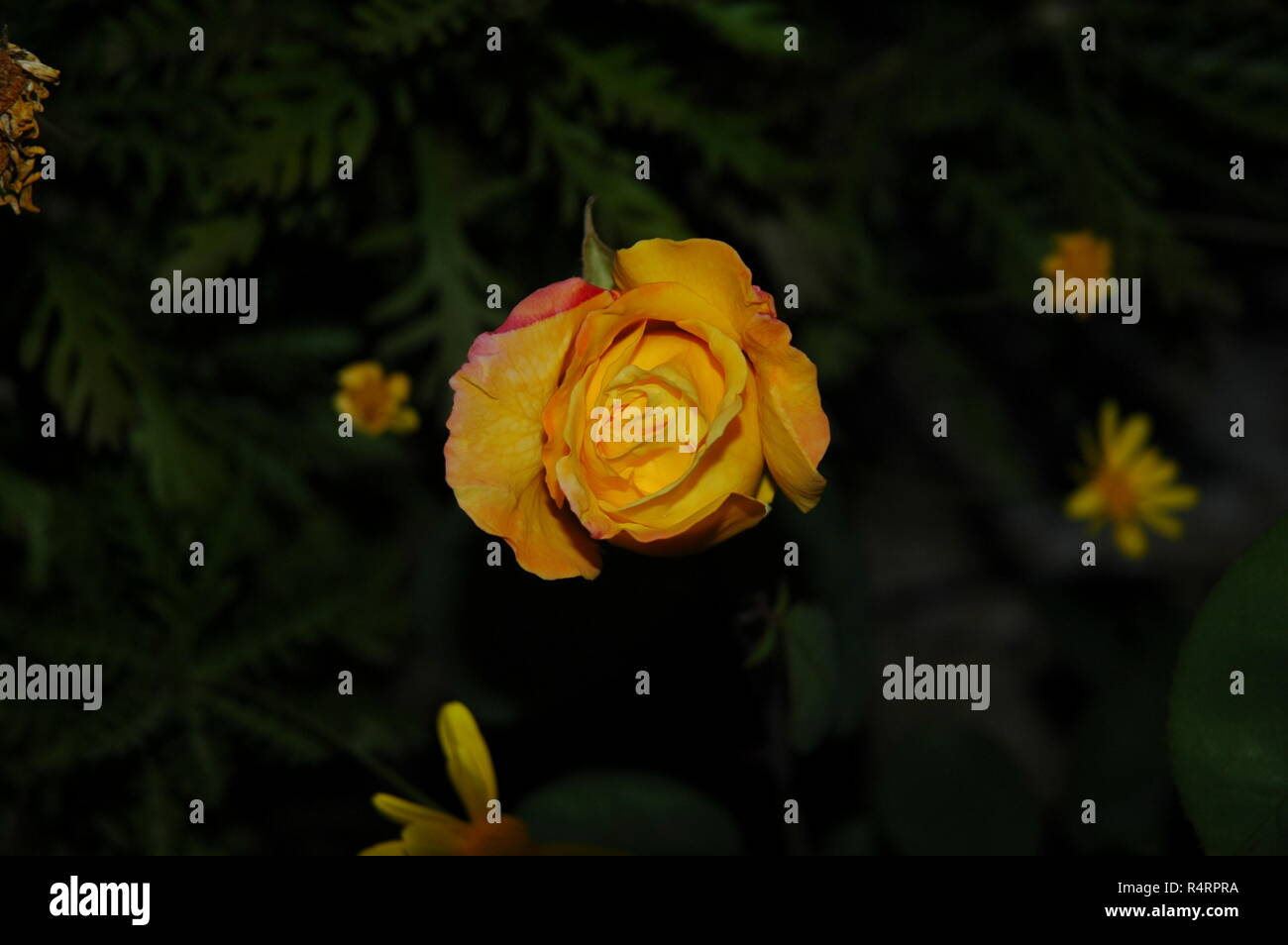 rose petals in spain Stock Photo Alamy