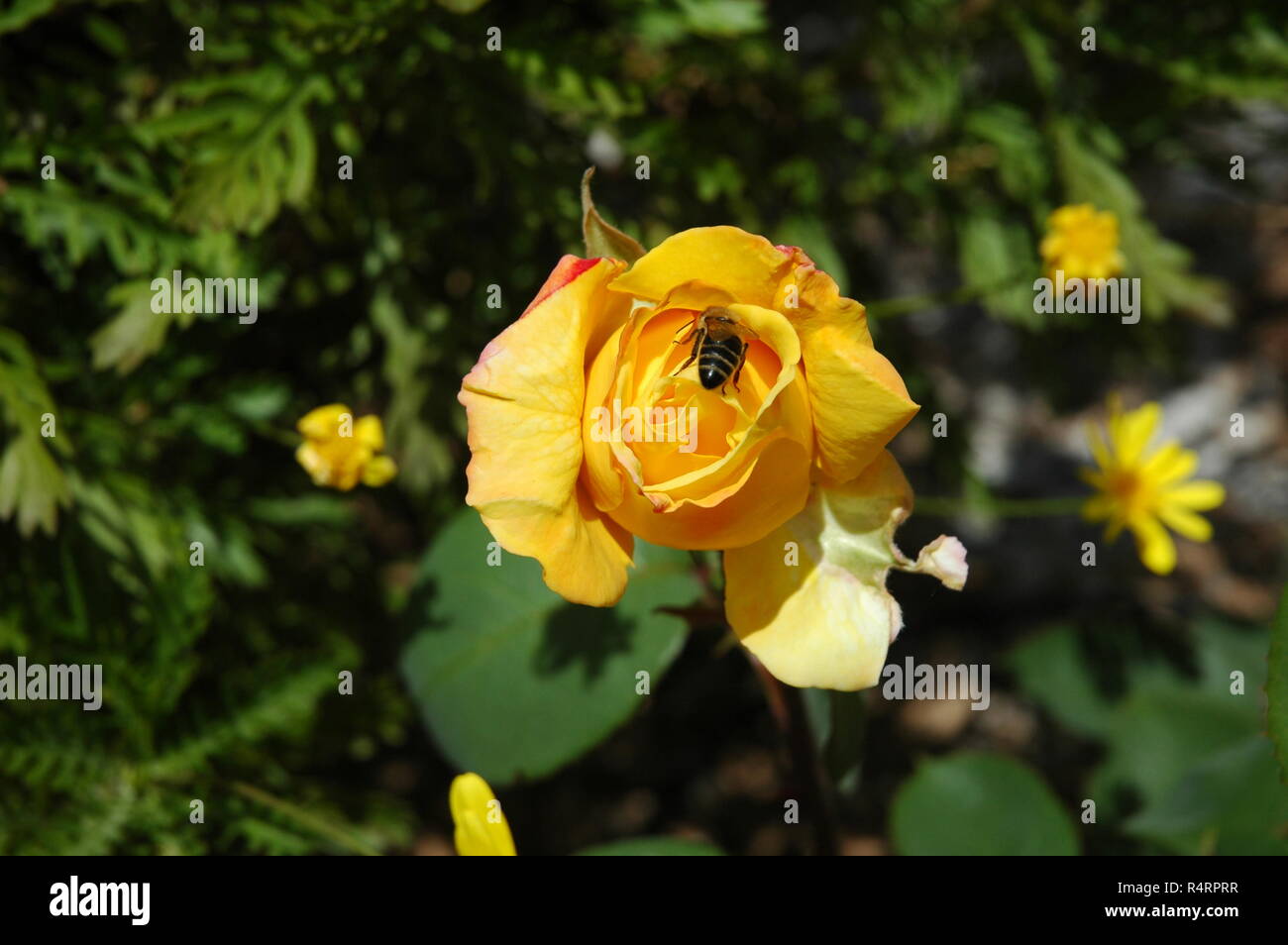 rose petals in spain Stock Photo Alamy
