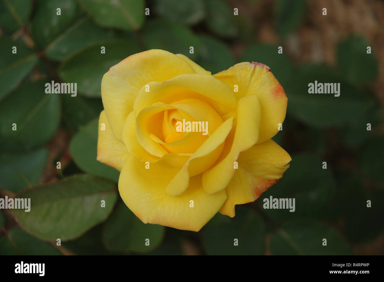 rose petals in spain Stock Photo Alamy