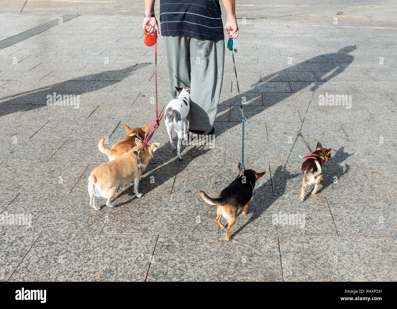 Rear view of dogs hires stock photography and images Alamy