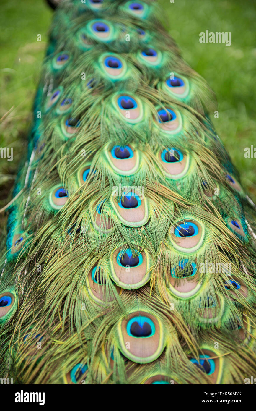 peacock feathers close up Stock Photo Alamy