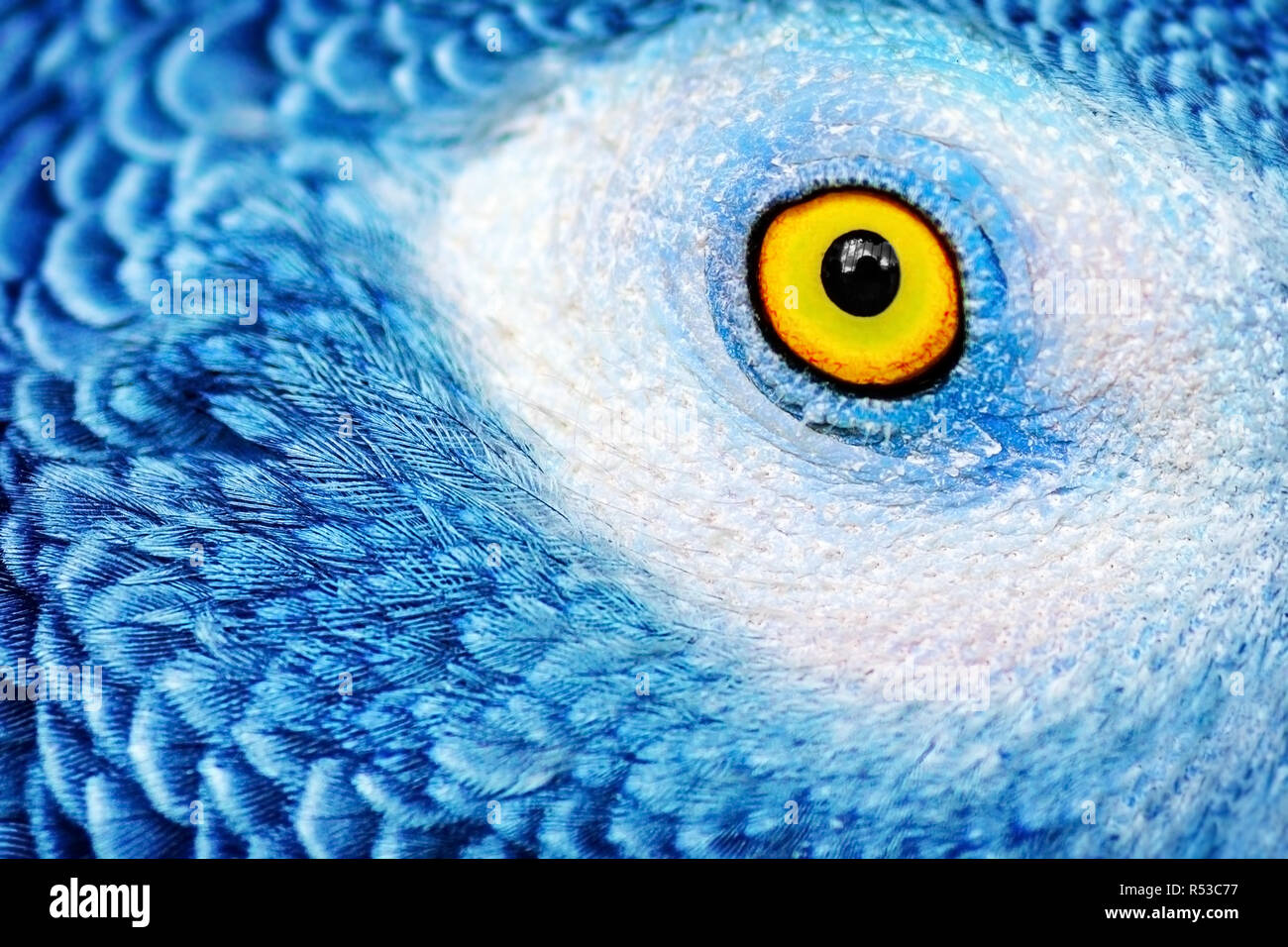 Beautiful parrot eye Stock Photo Alamy