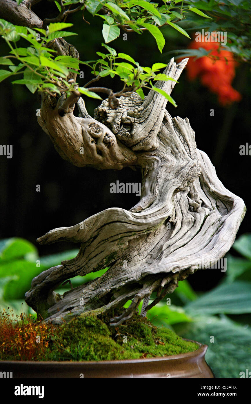 Bonsai with twisted trunk, Ming tree Stock Photo Alamy