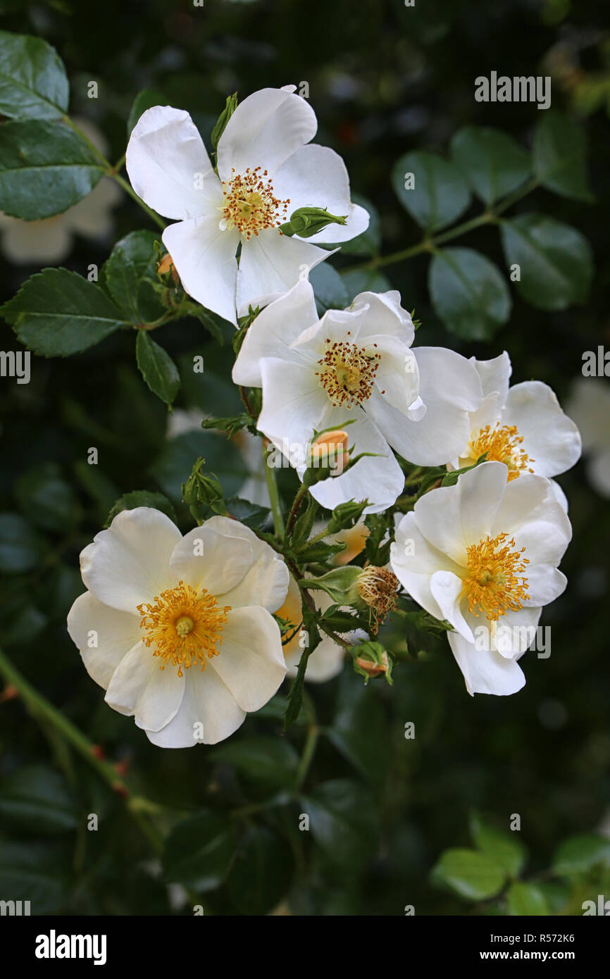 wild white roses Stock Photo Alamy