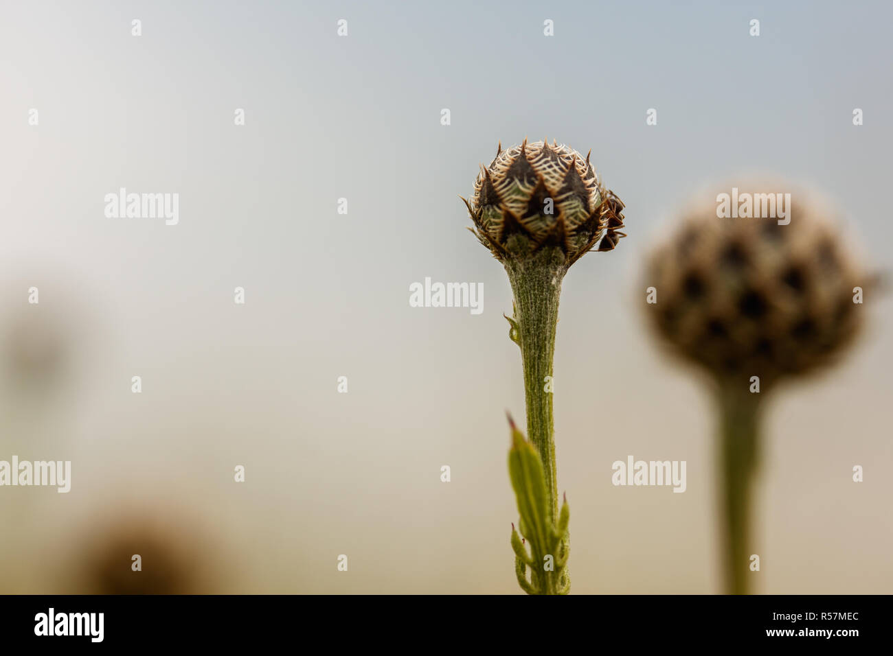 ants on flowers Stock Photo Alamy
