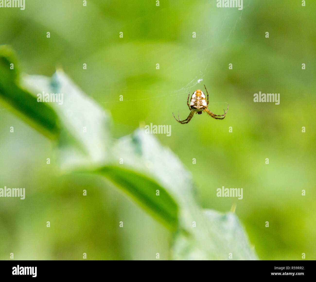 small garden spider Stock Photo - Alamy