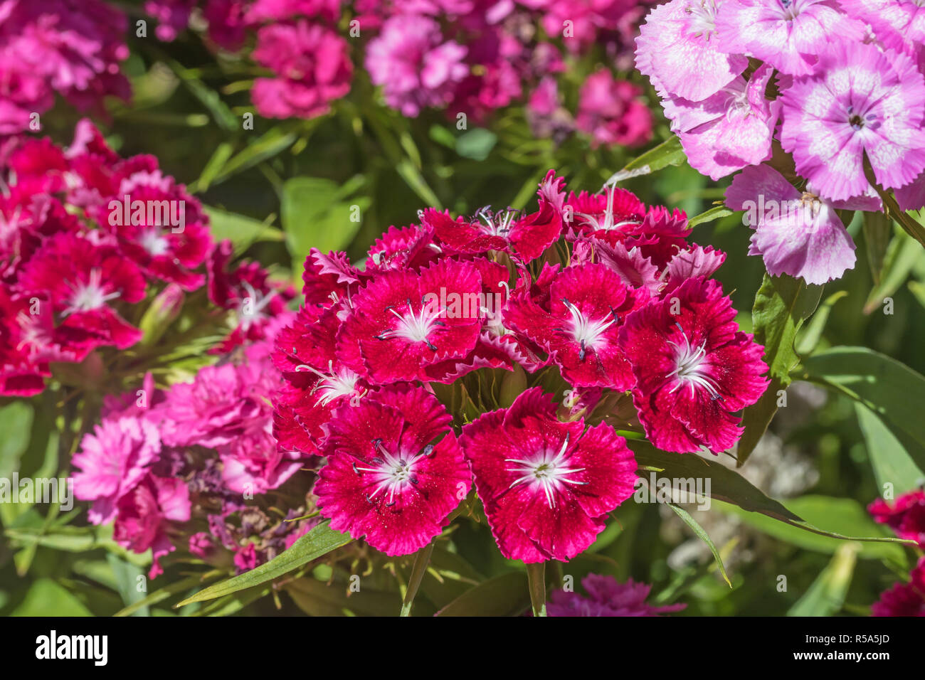 Sweet William Summer Flower Stock Photo Alamy