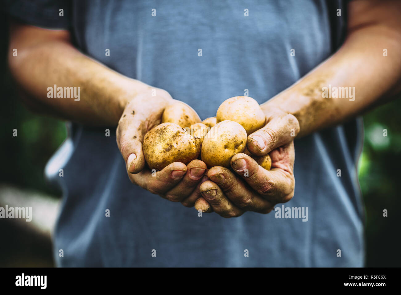 Farmer with potatoes Stock Photo Alamy