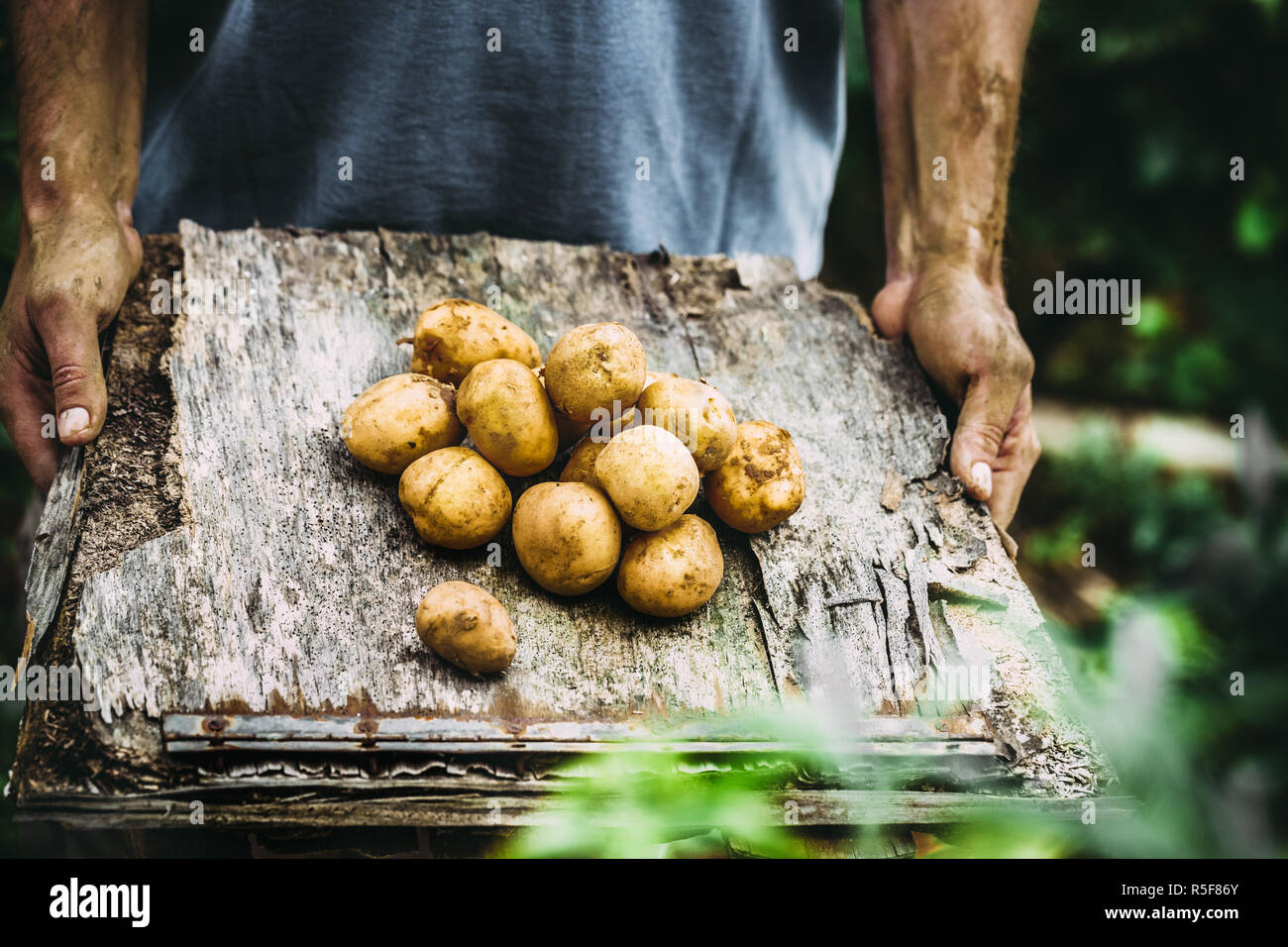 Farmer with potatoes Stock Photo Alamy