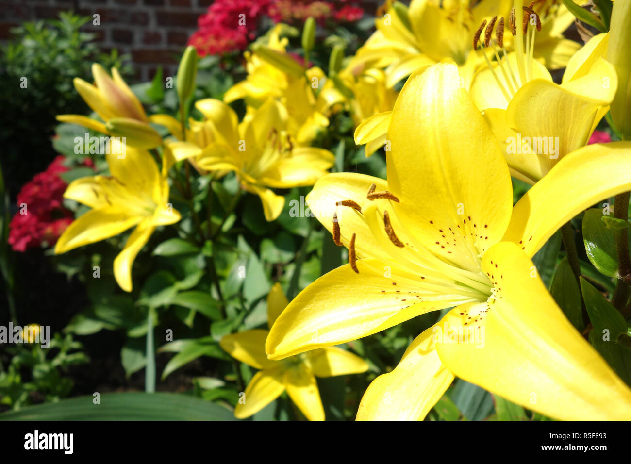 Pale yellow lily flower lilium hires stock photography and images Alamy