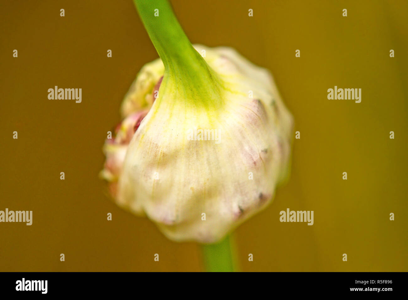 garlic with onions Stock Photo Alamy