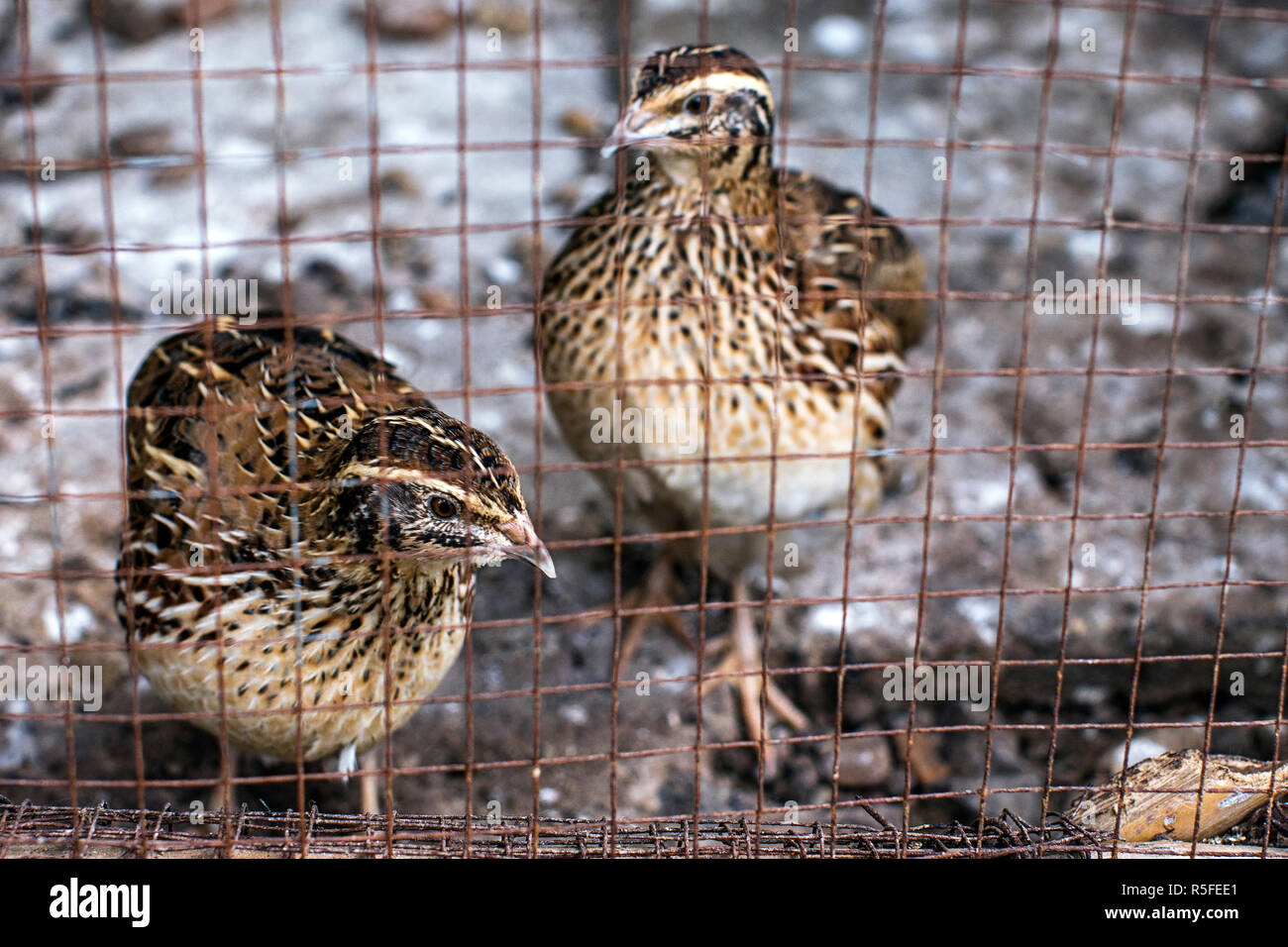 Quail cage hires stock photography and images Alamy