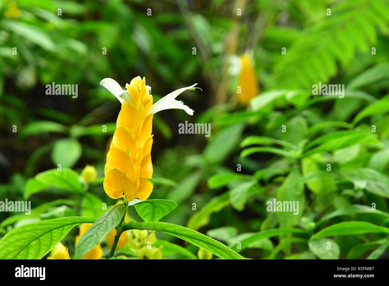 Yellow Candle bush flower Stock Photo Alamy
