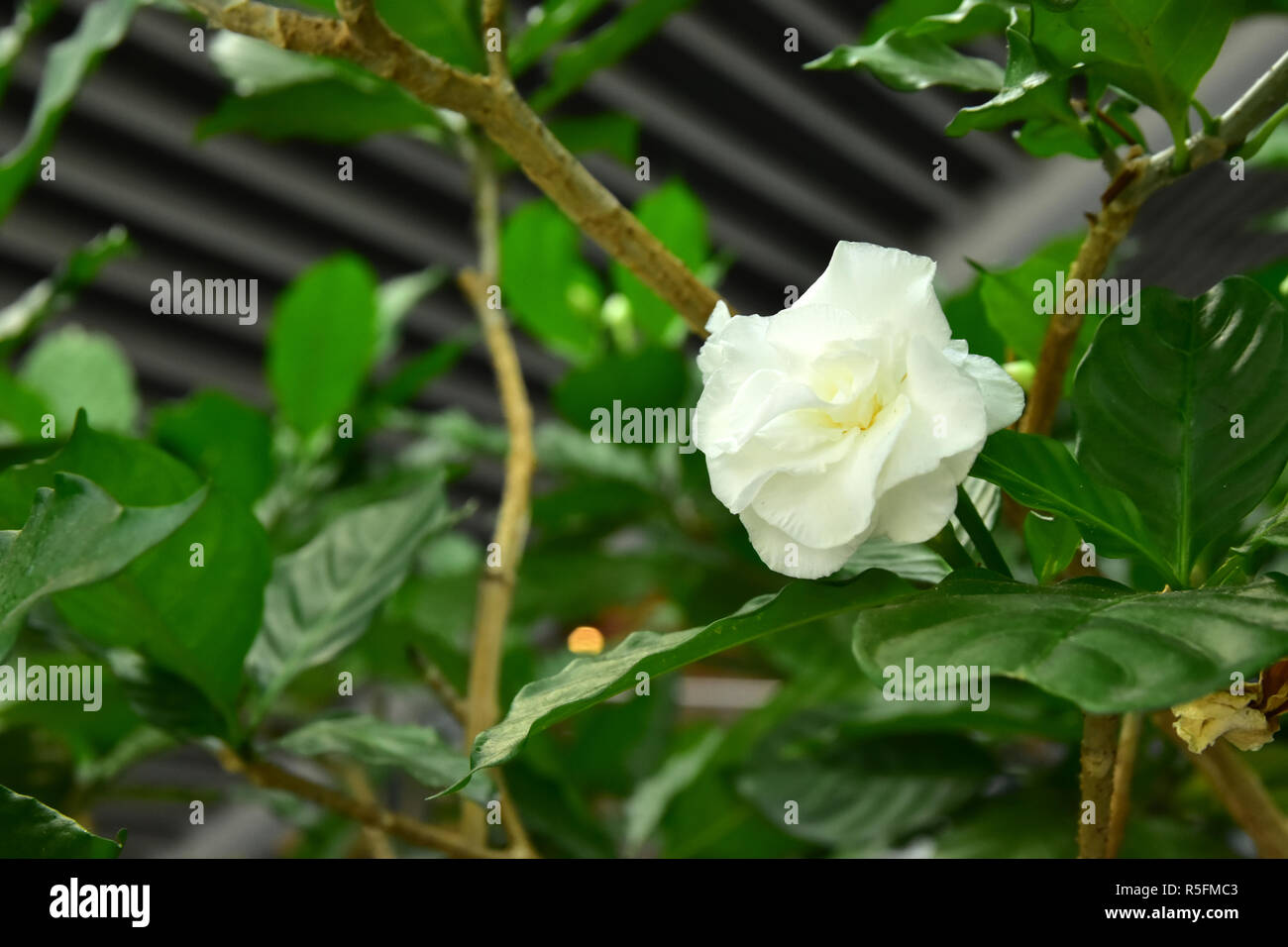 Arabian jasmine flower hires stock photography and images Alamy