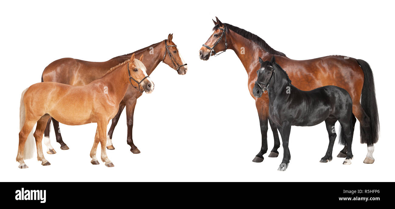 horse breeds different release Stock Photo Alamy