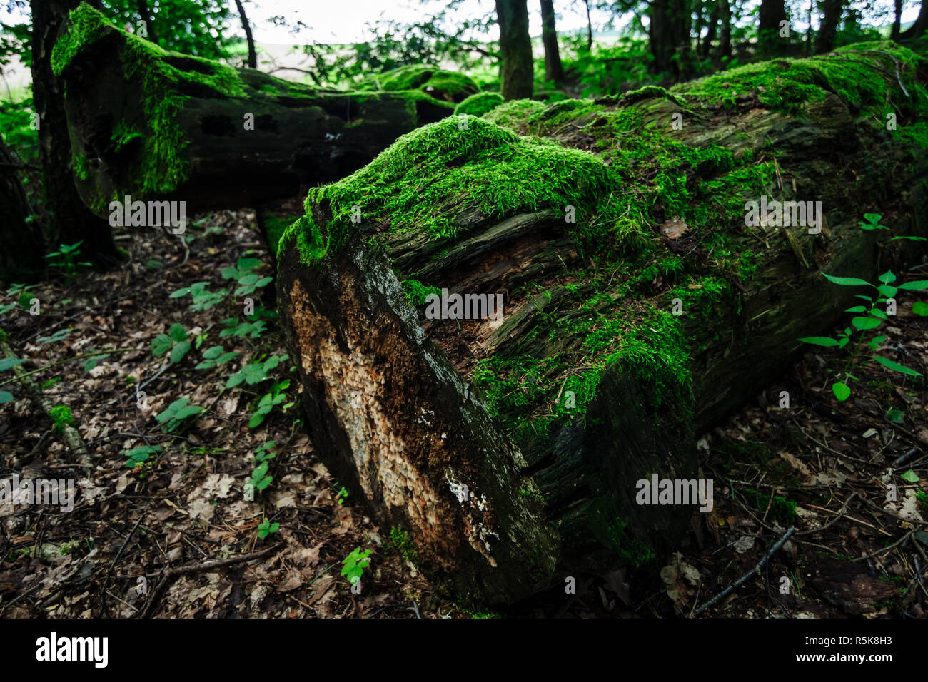 Old tree trunks covered with moss Stock Photo Alamy
