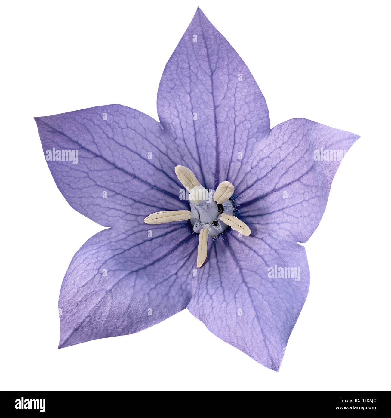 Bluebell view Cut Out Stock Images & Pictures Alamy