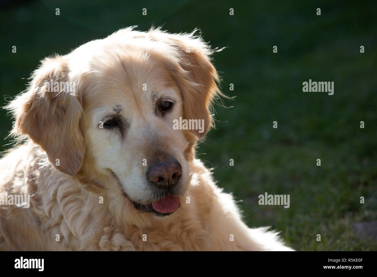 Why Do Golden Retrievers Faces Turn White