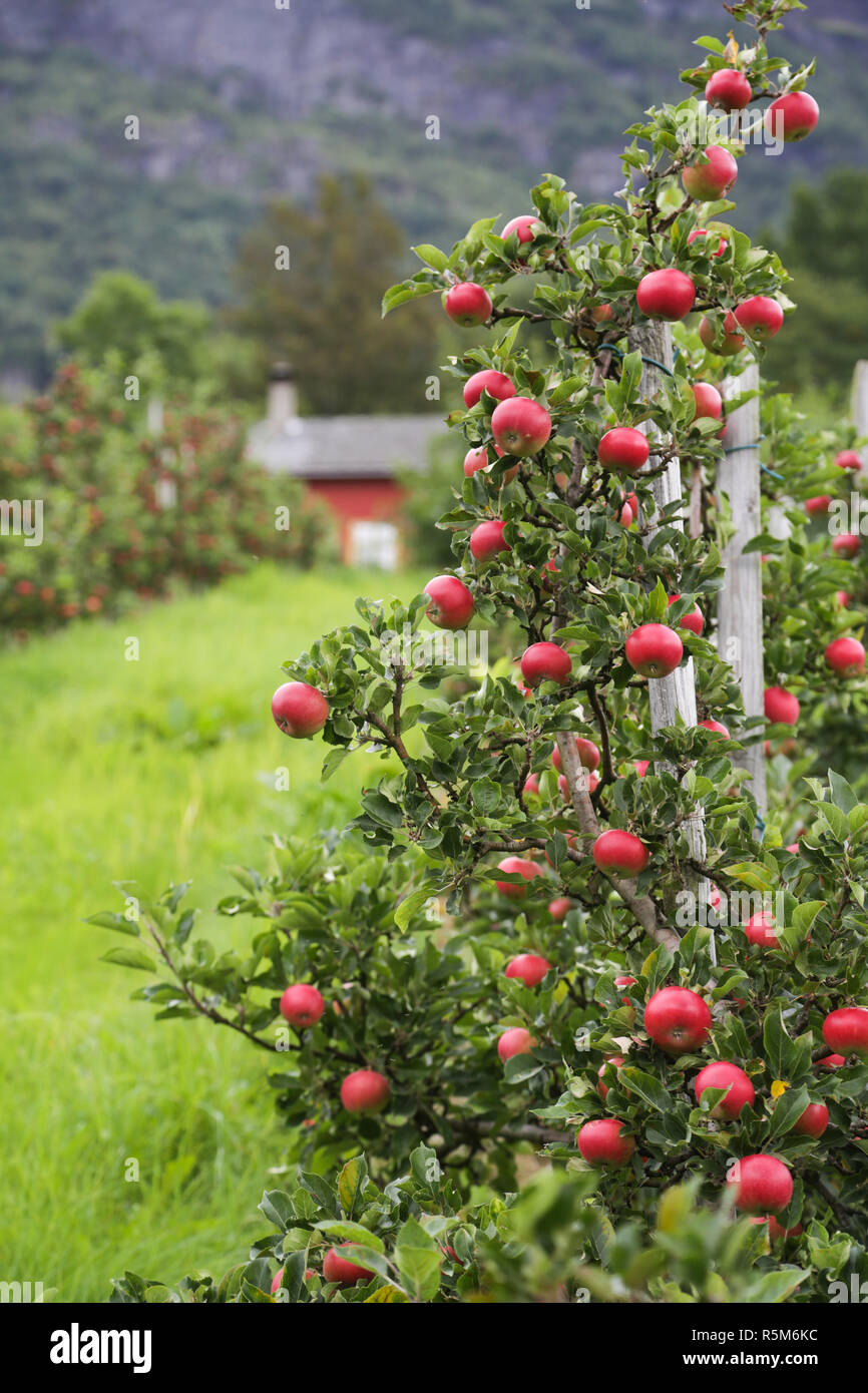 Apple tree Lofthus Stock Photo Alamy