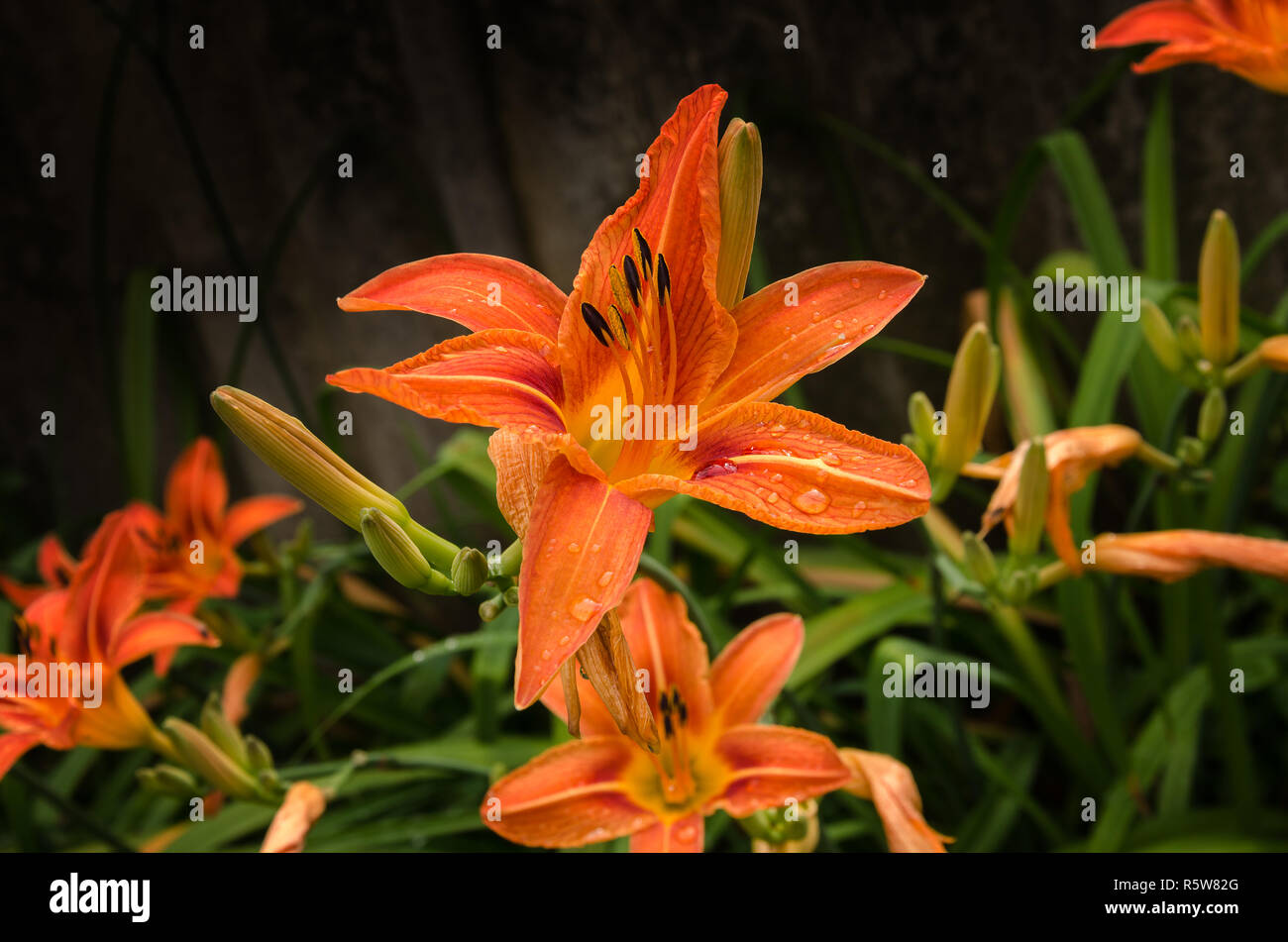 beautiful lily flower garden Stock Photo Alamy