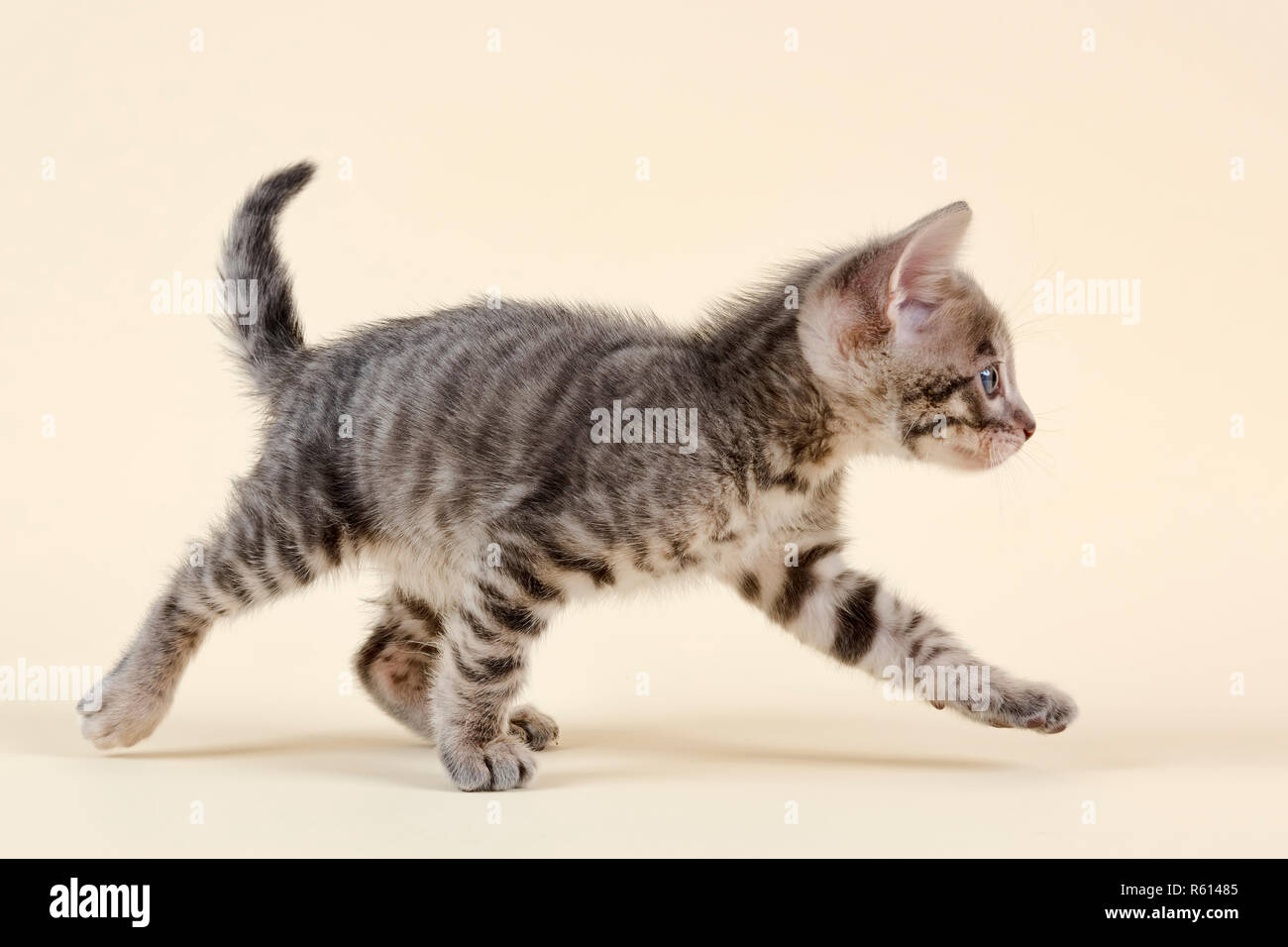 Grey Toyger