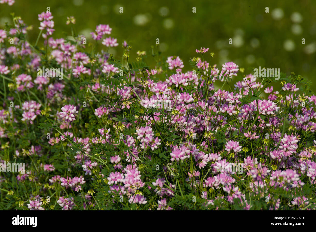 flowering plants Stock Photo Alamy