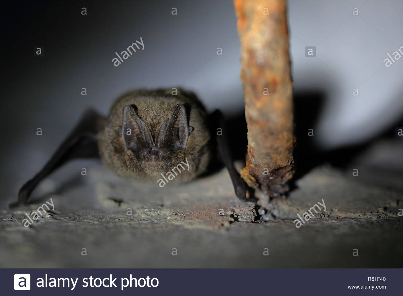 Barbastelle Bats High Resolution Stock Photography and Images Alamy