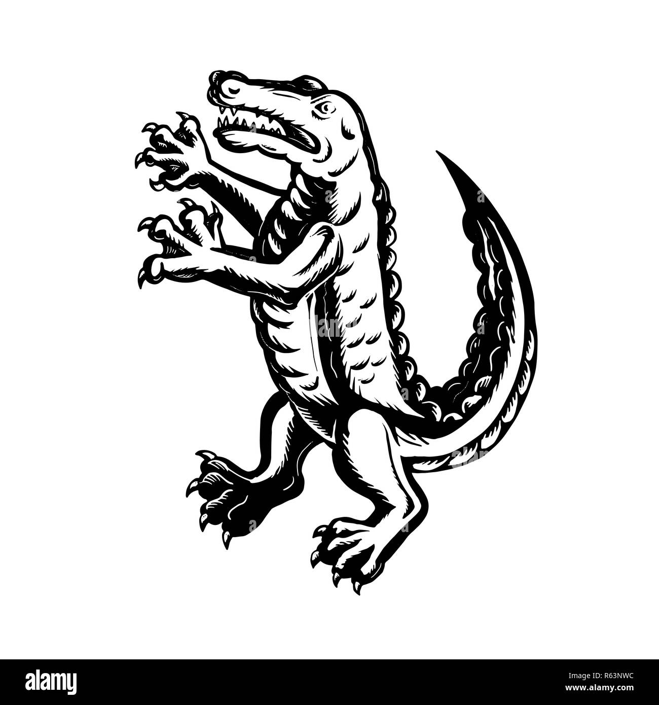 Alligator standing Black and White Stock Photos & Images Alamy