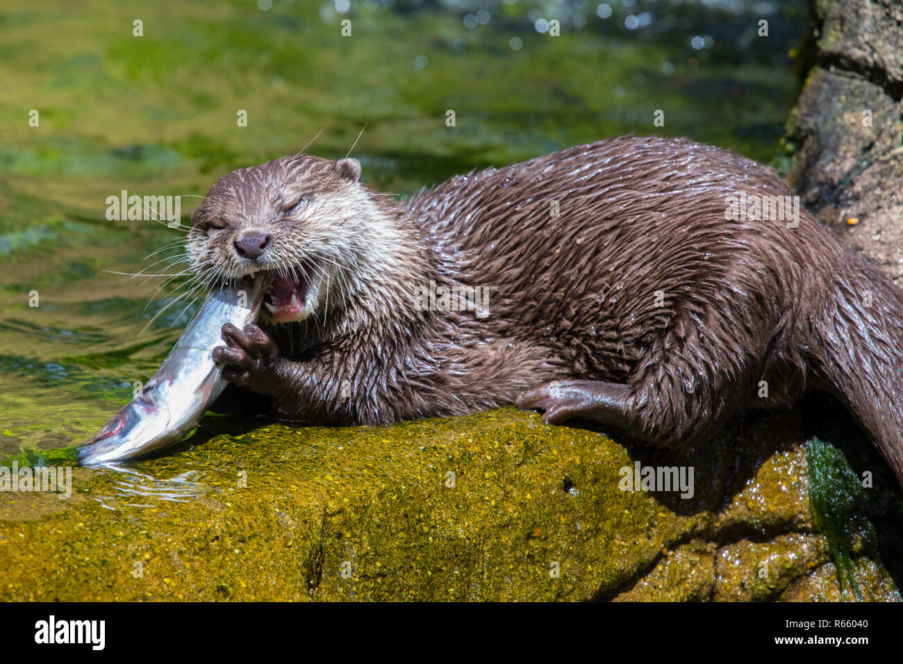 An Otter eating a fish Stock Photo Alamy