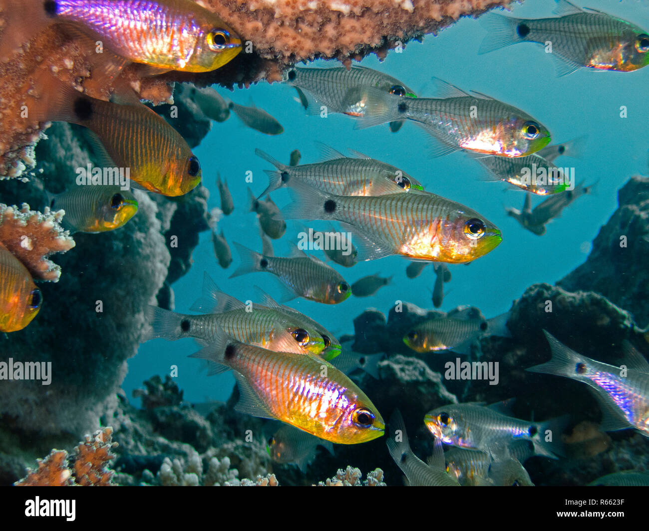 indian glass fish Stock Photo Alamy