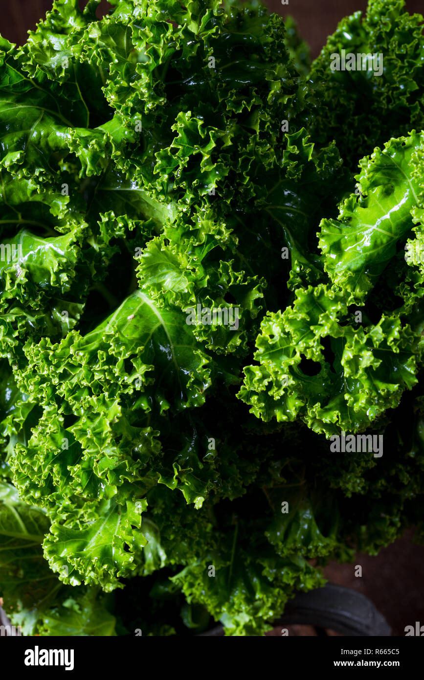 kale brassica oleracea Stock Photo Alamy