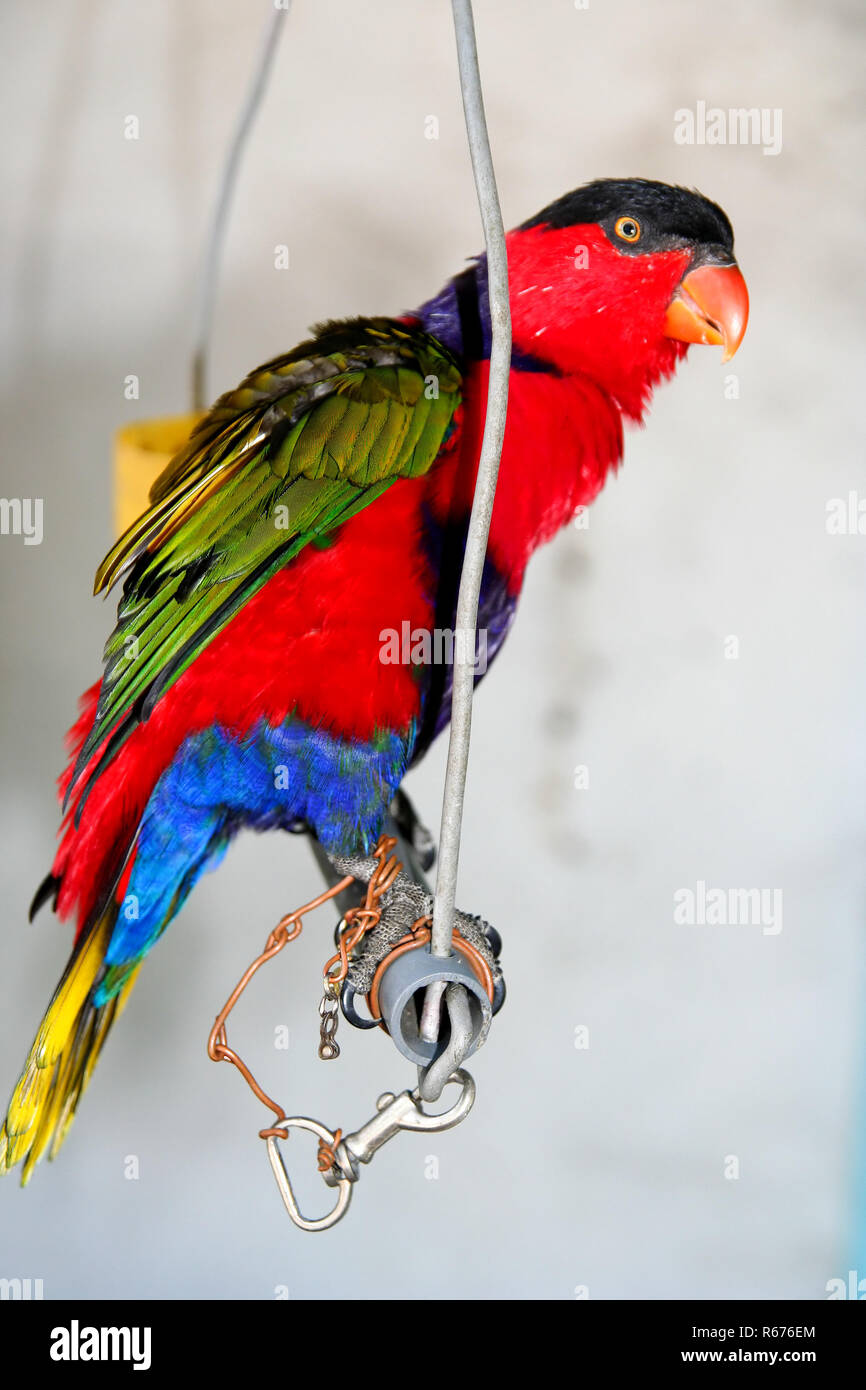 Colourful parrot in captivity Stock Photo Alamy